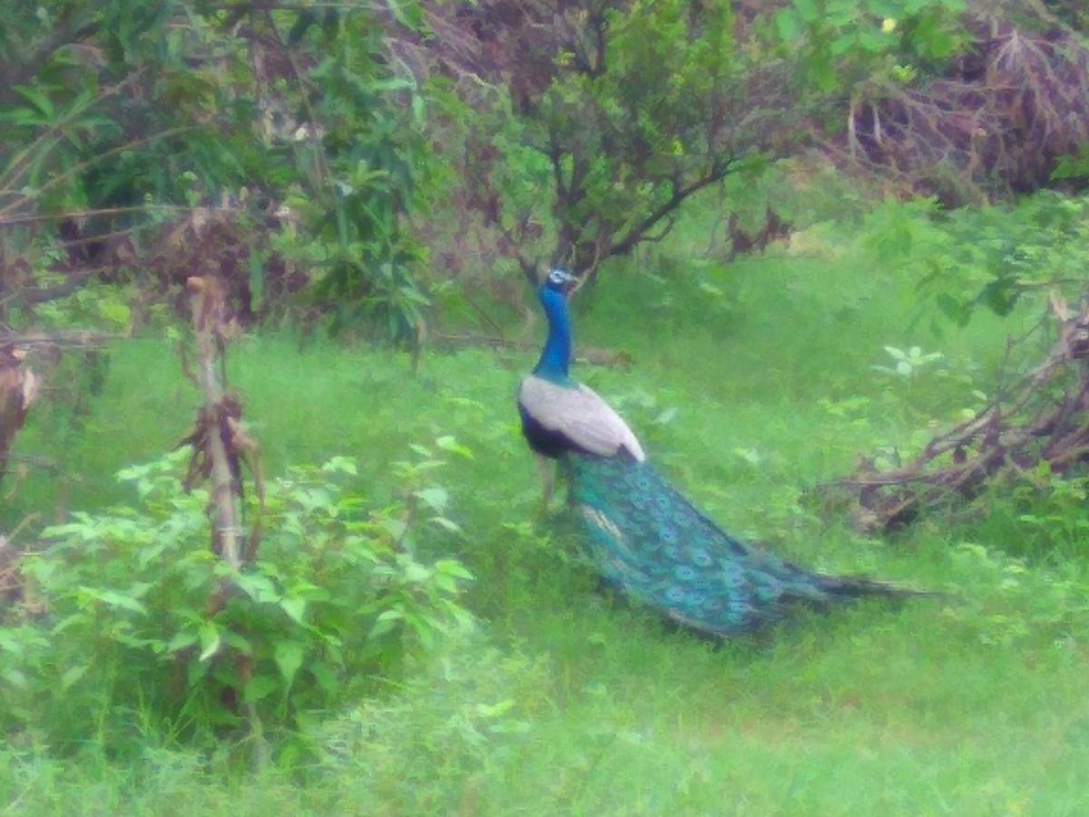 Ranakpur Nature Retreat Sadri ภายนอก รูปภาพ